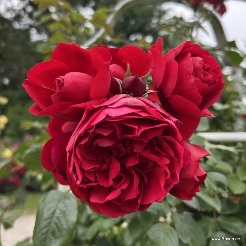 Florentina® | Kordes Rosen