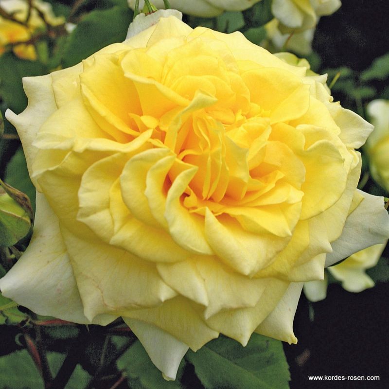 Strauchrosen Kordes Rosen