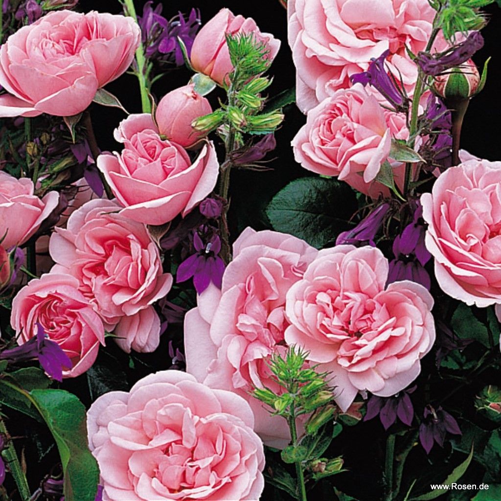 Home & Garden | Kordes Rosen