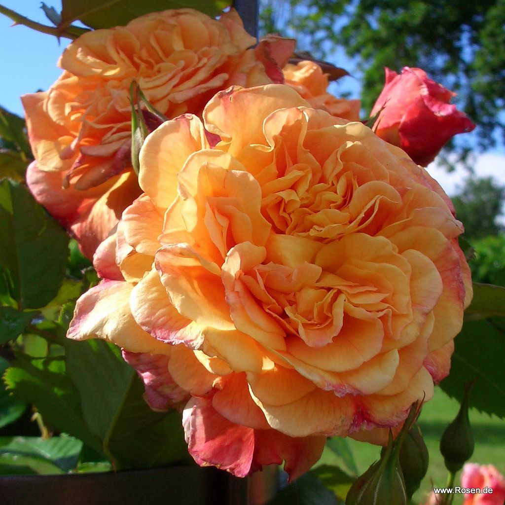 Rosarium Uetersen® | Kordes Rosen