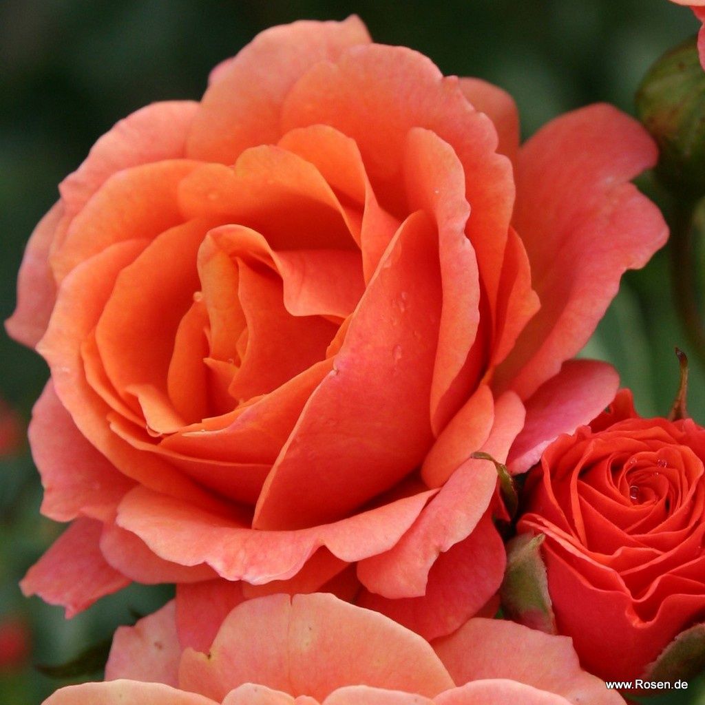 Lambada® | Kordes Rosen
