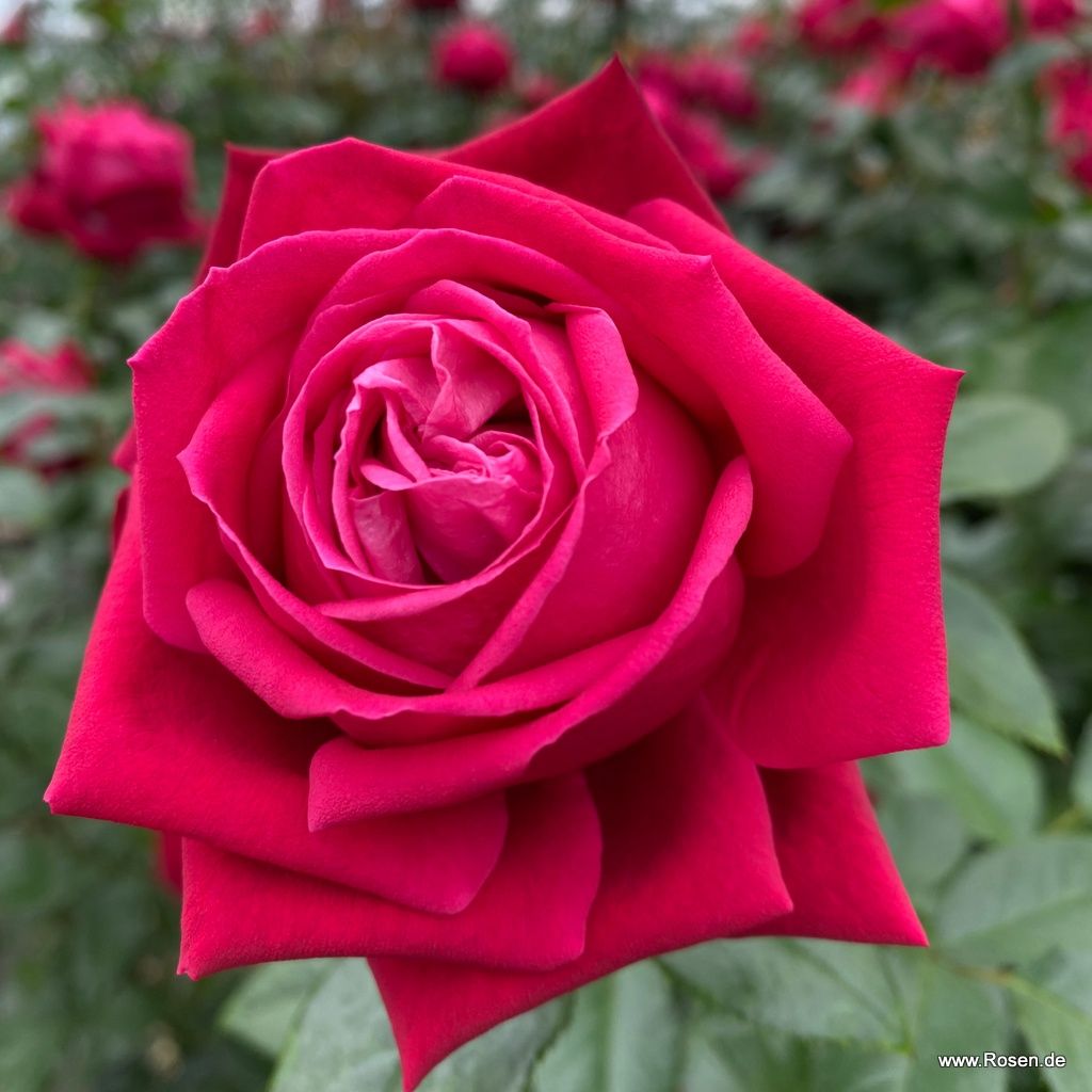 Ruby Kiss® Rose | Kordes Rosen
