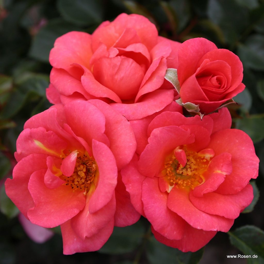 Rosiers ADR / ROSELAX® | Types de rosiers | Rosiers jardin | Kordes Rosen