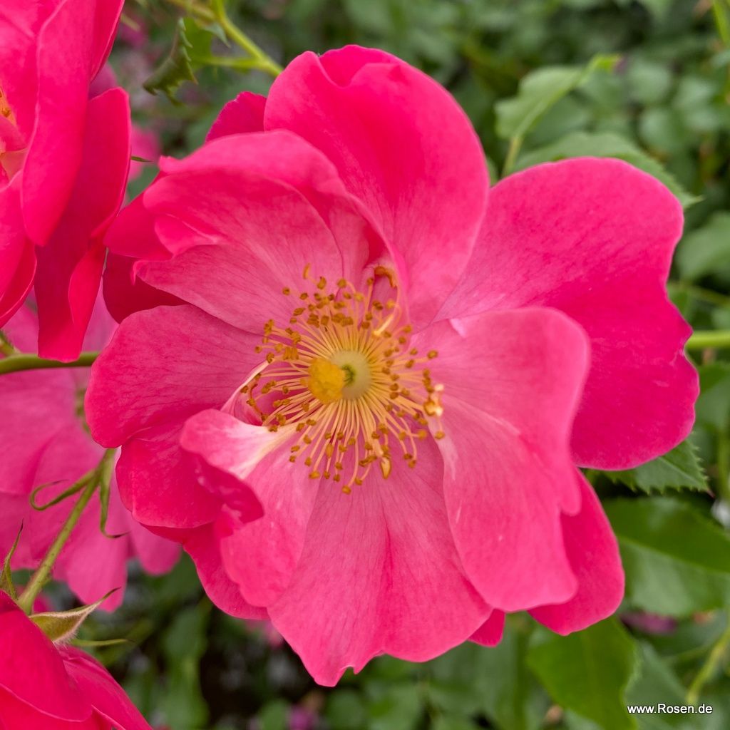 Hotline® | Kordes Rosen