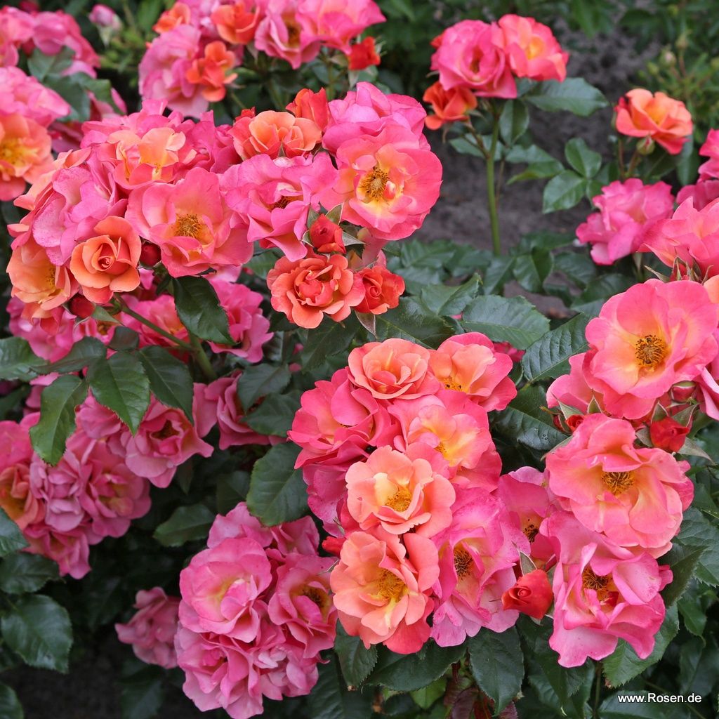 Spicy® | Kordes Rosen