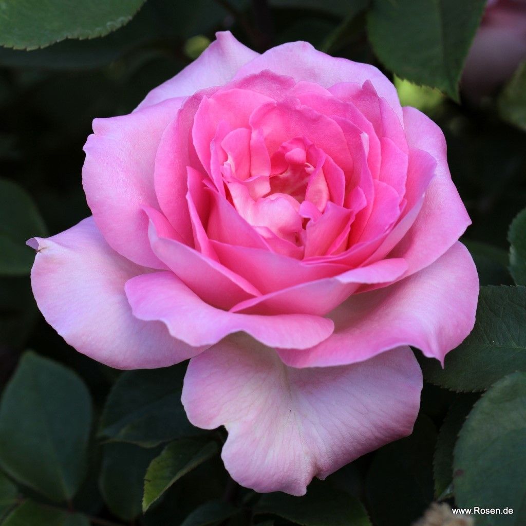 Beverly® | Kordes Rosen