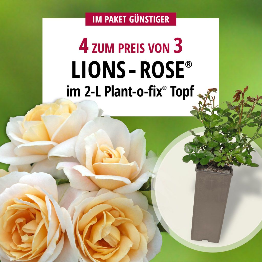 MärchenRosen® Kollektion Kordes Rosen