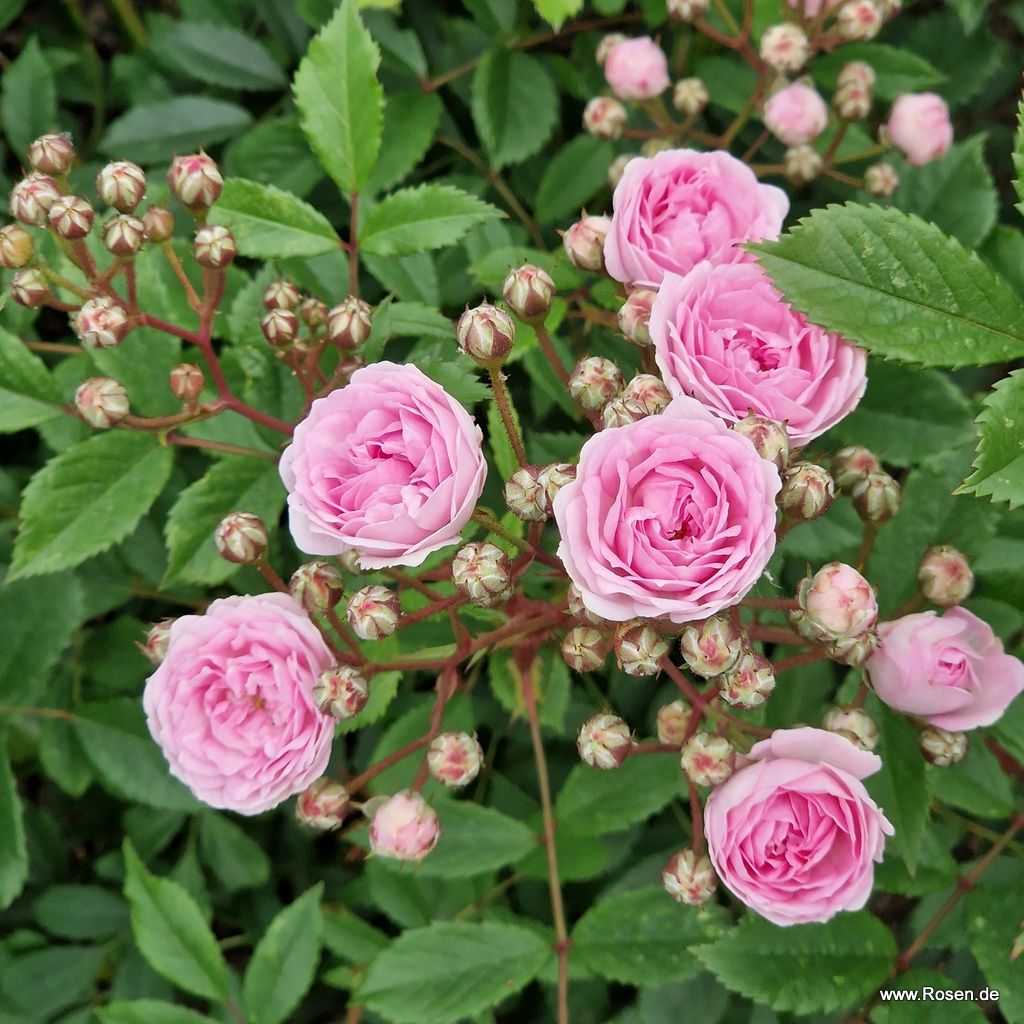Pashmina Rose | Kordes Rosen