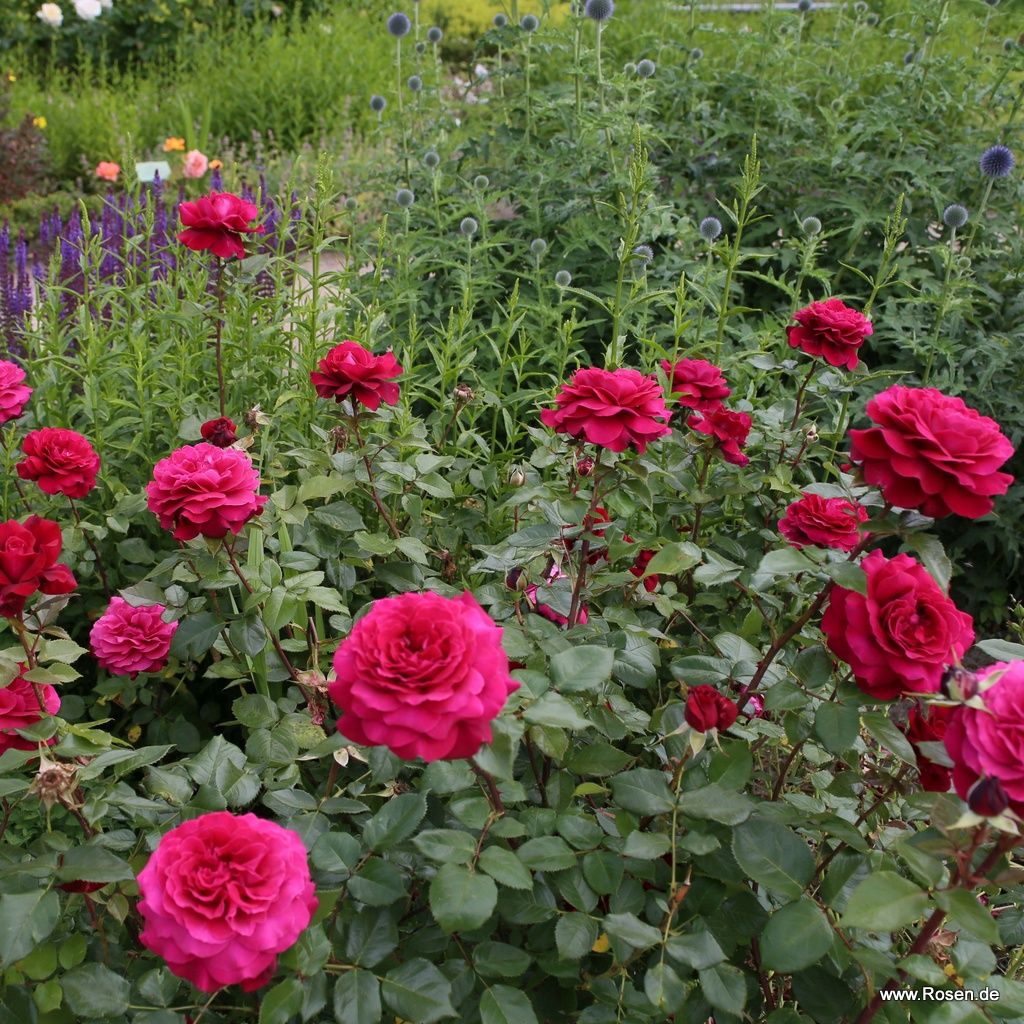 Bellevue® | Kordes Rosen