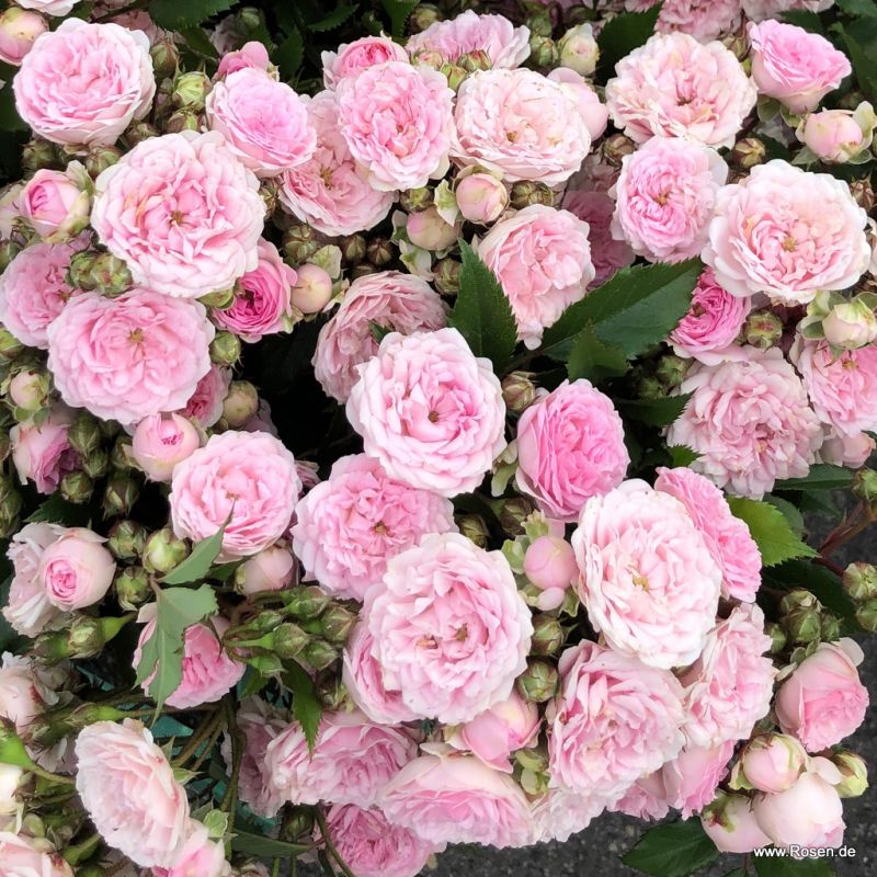 Pashmina Rose | Kordes Rosen