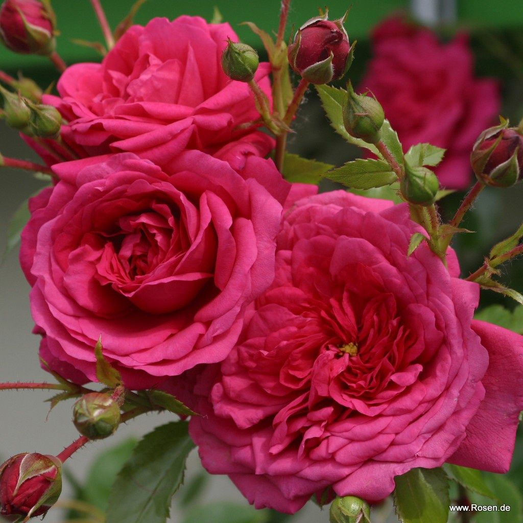 Kletterrosen Kordes Rosen