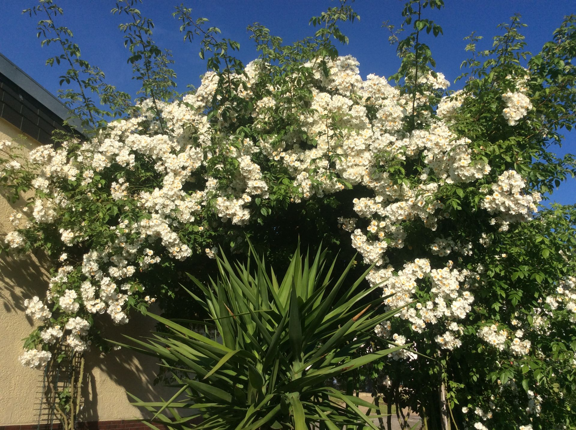 Bobbie James | Kordes Rosen