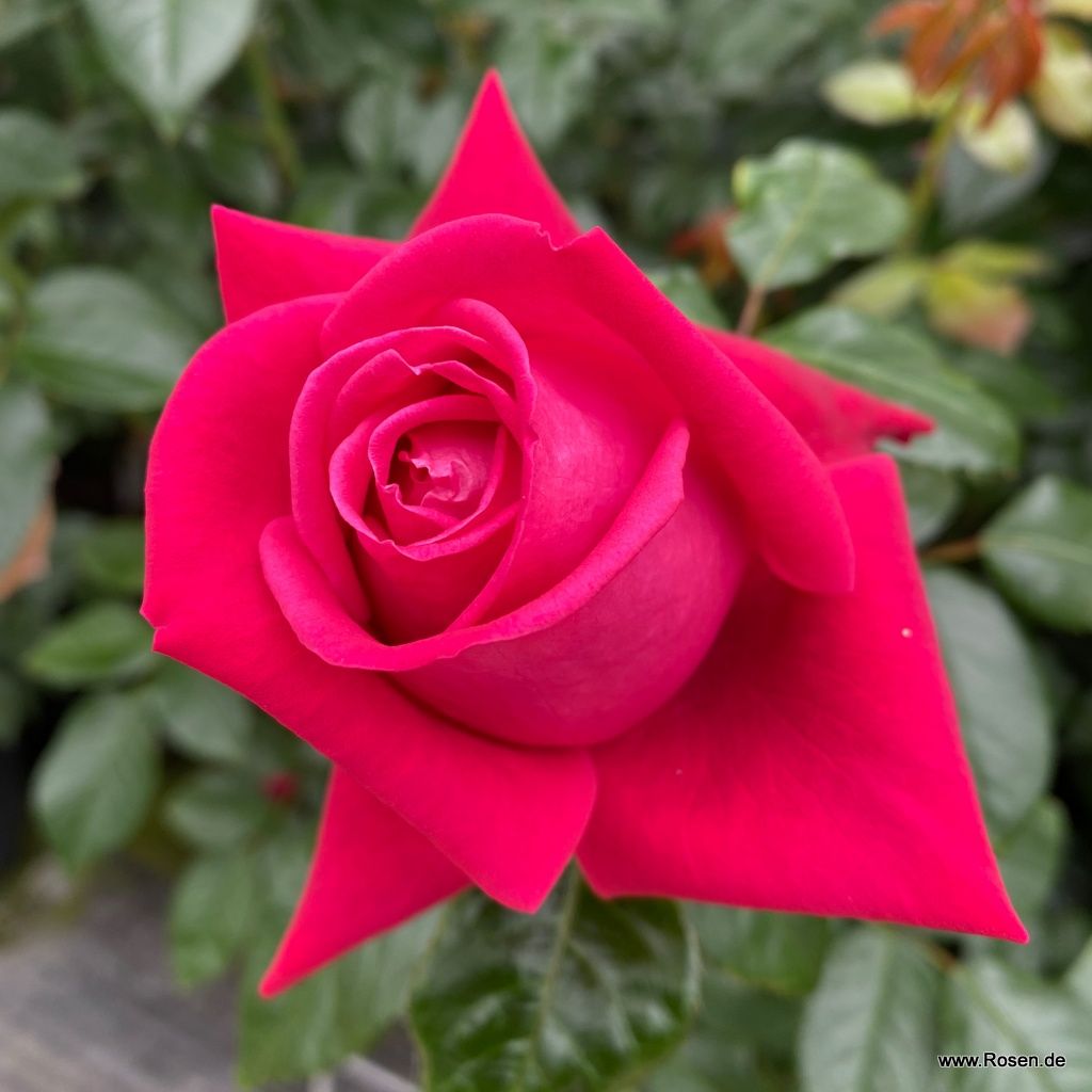 Ruby Kiss® Rose | Kordes Rosen