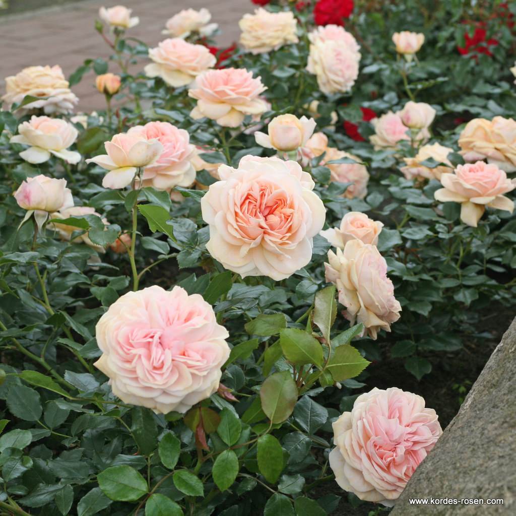 Garden of Roses® | Kordes Rosen