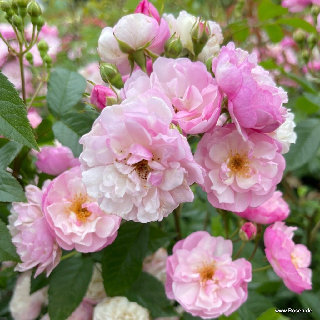 Lavender Siluetta® | Kordes Rosen