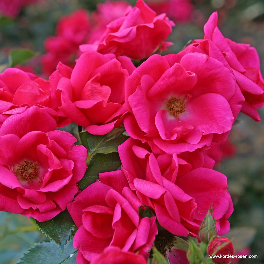Kordes‘ Klima-Rosen® - hitzetolerante Rosen | Kordes Rosen