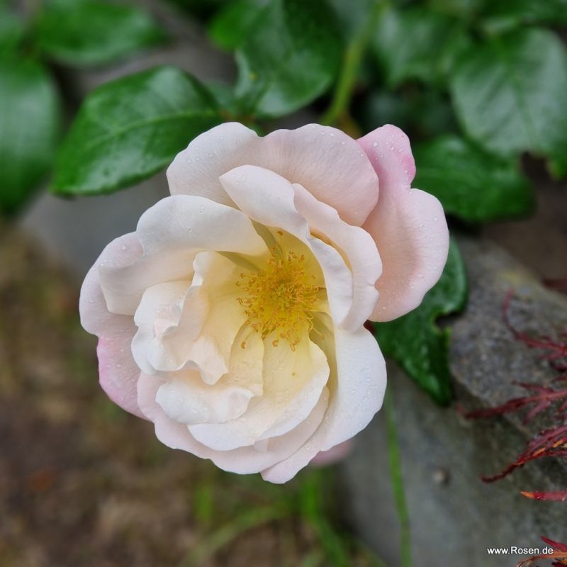 Roseromantic® / Klima-Rose® | Kordes Rosen