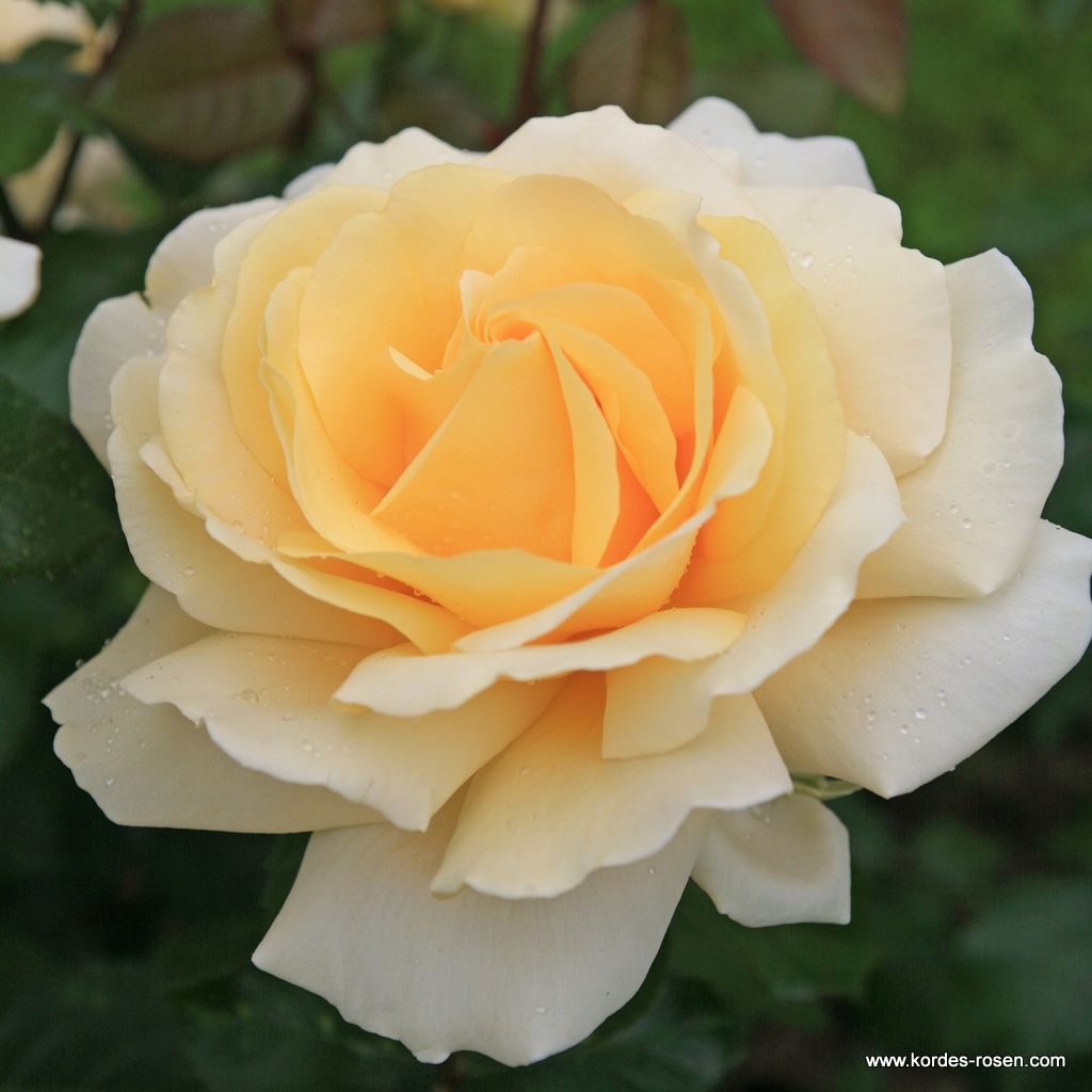 Winter Sun® | Kordes Rosen