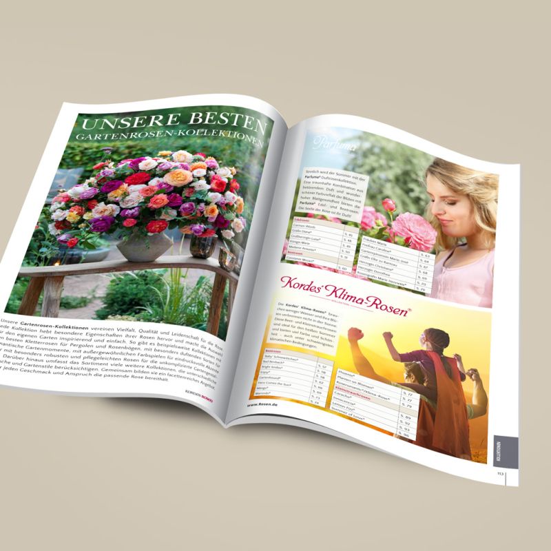 Kordes Gartenrosen-Katalog | Kordes Rosen