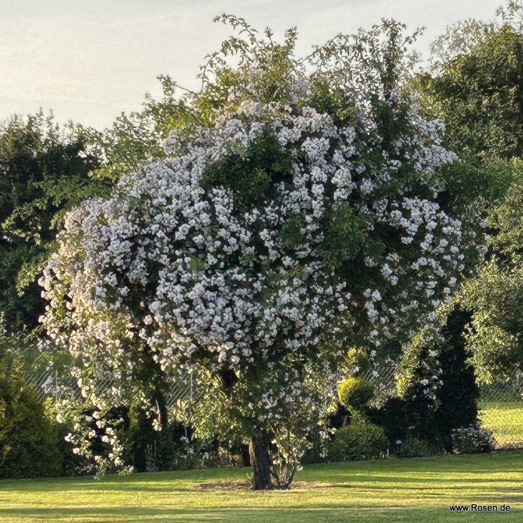 Bobbie James | Kordes Rosen