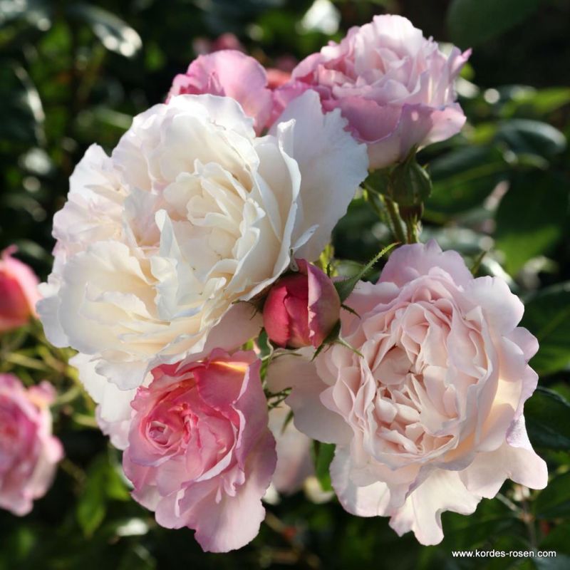 36+ Kordes Rosen Strauchrosen, Seitdem vermehren und produzieren wir