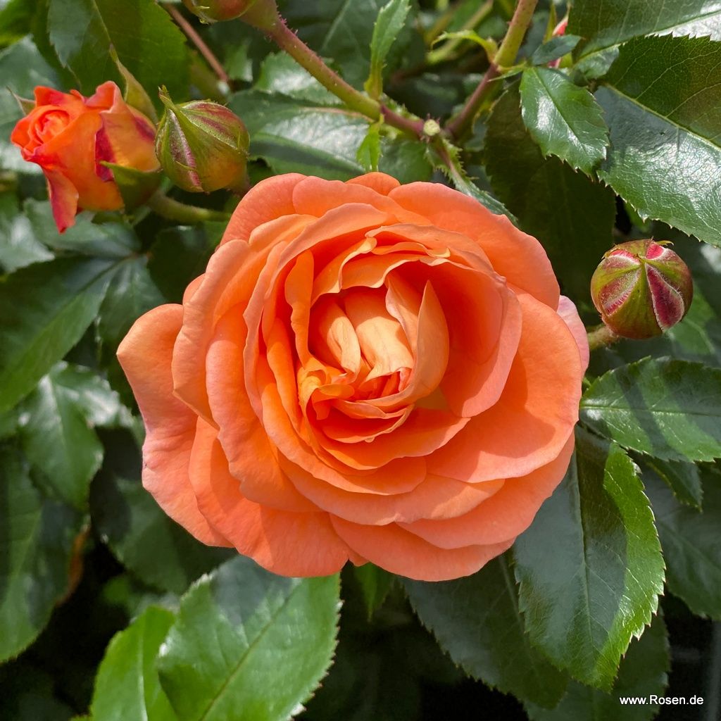 Mango® | Kordes Rosen