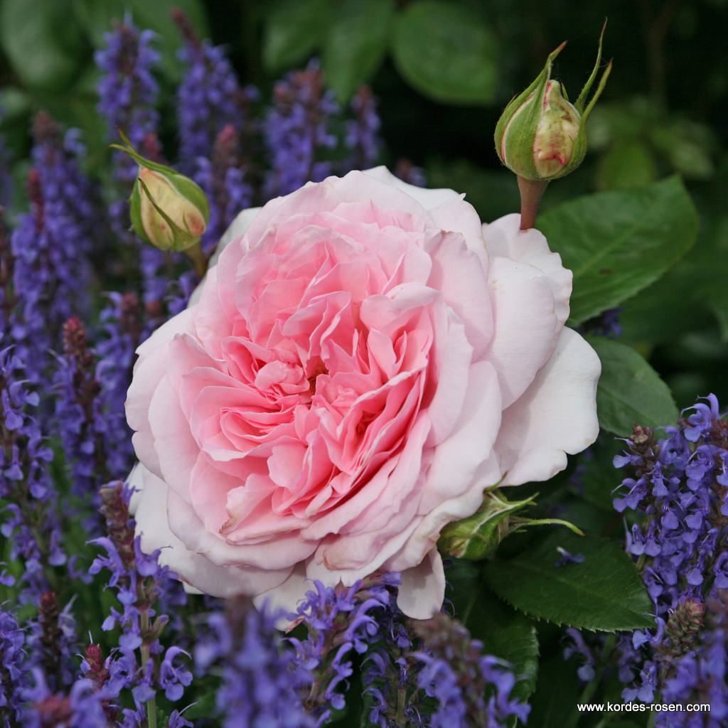Strauchrosen Kordes Rosen