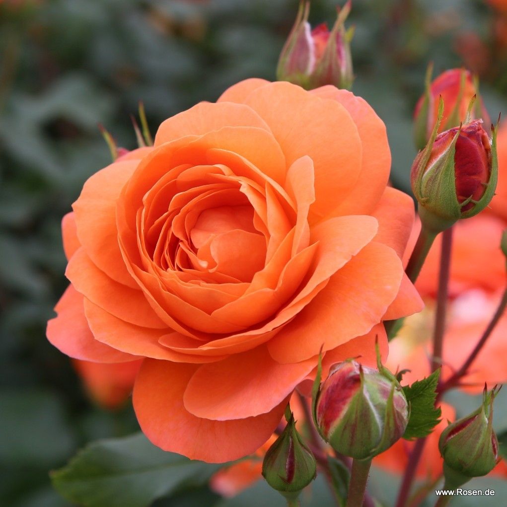 Phoenix® | Kordes Rosen