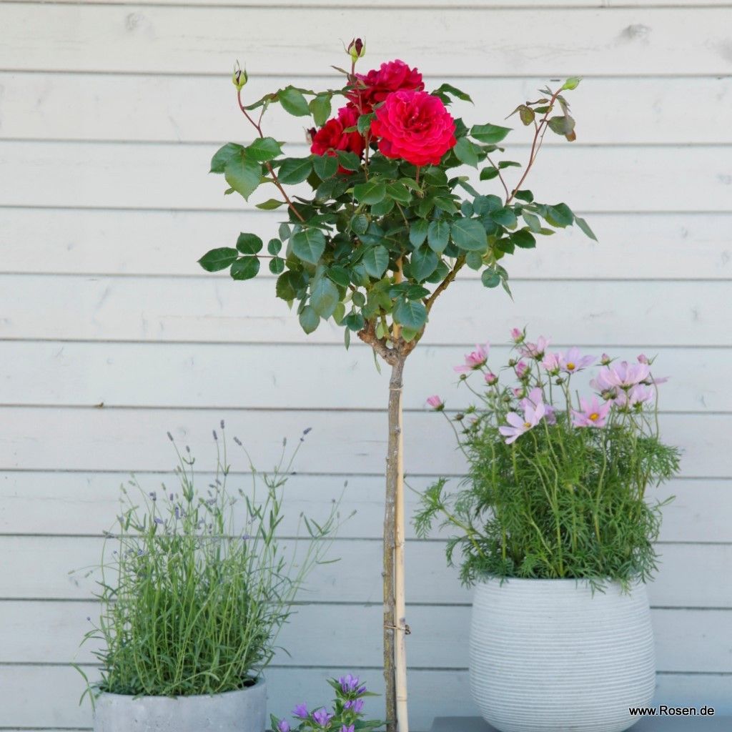Bellevue® | Kordes Rosen