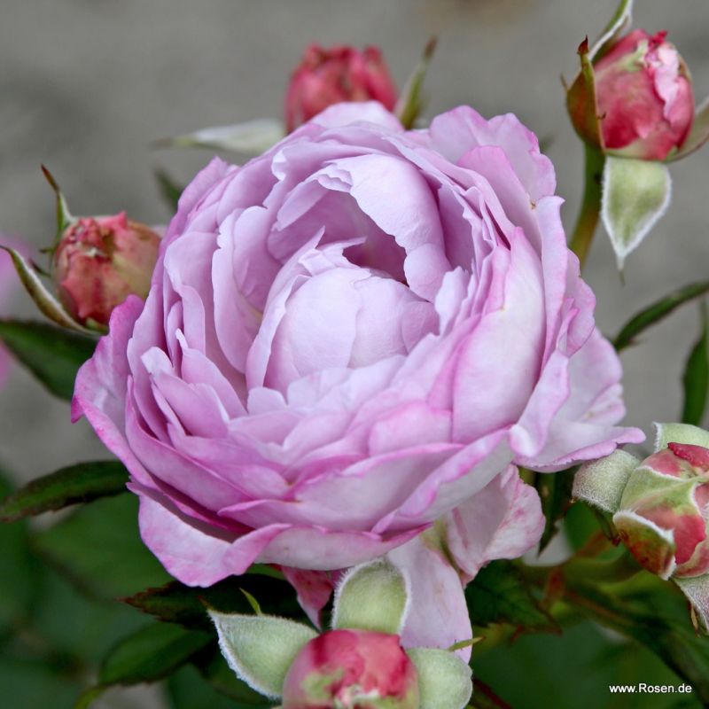 Kordes roses online shop - the most beautiful roses in the world ...