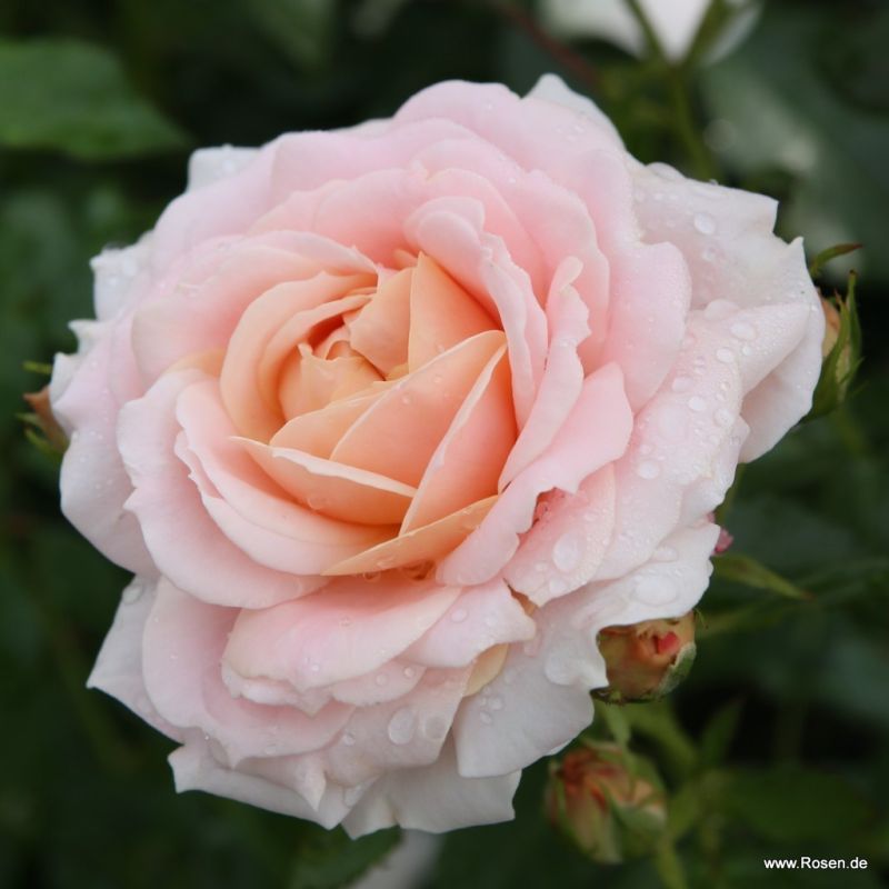 Kordes GartenrosenKatalog Kordes Rosen