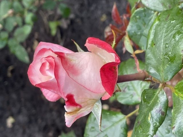 Nostalgie® | Kordes Rosen