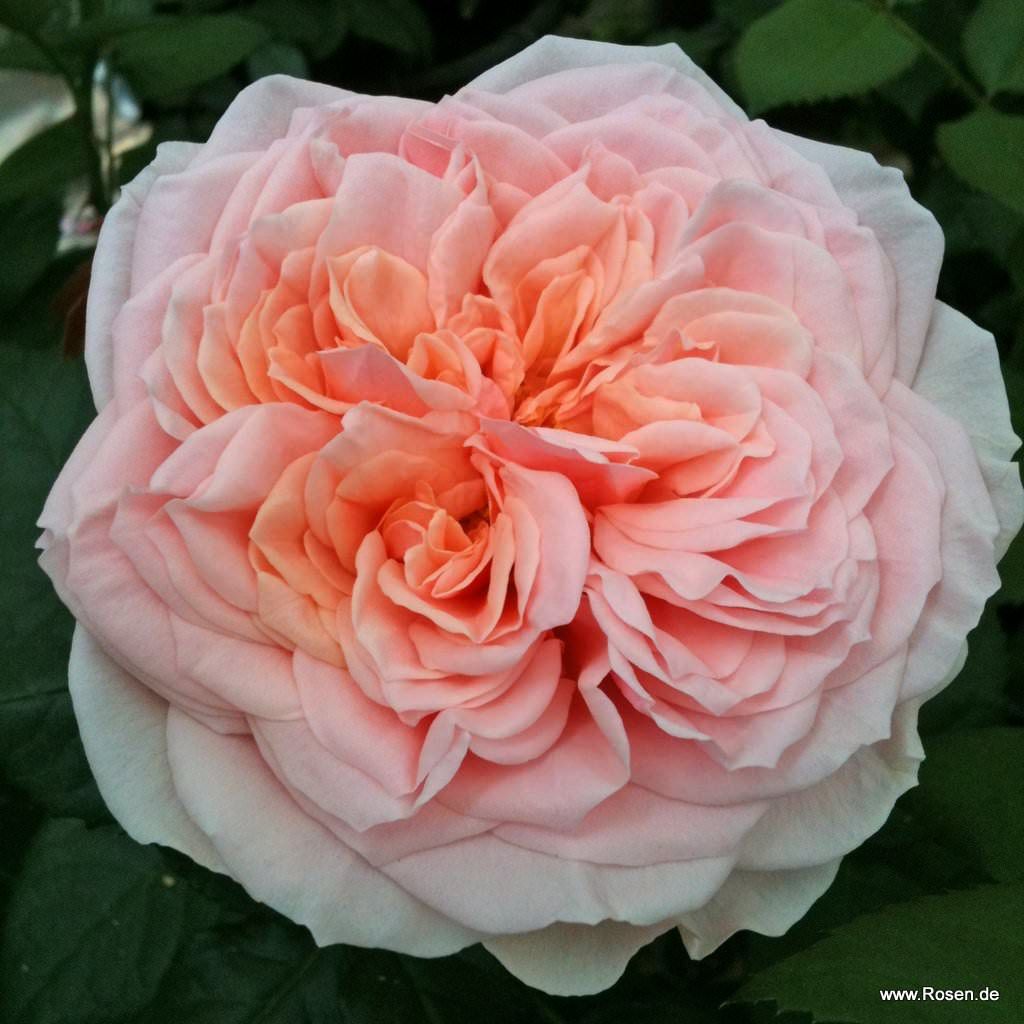 Amorosa® | Kordes Rosen