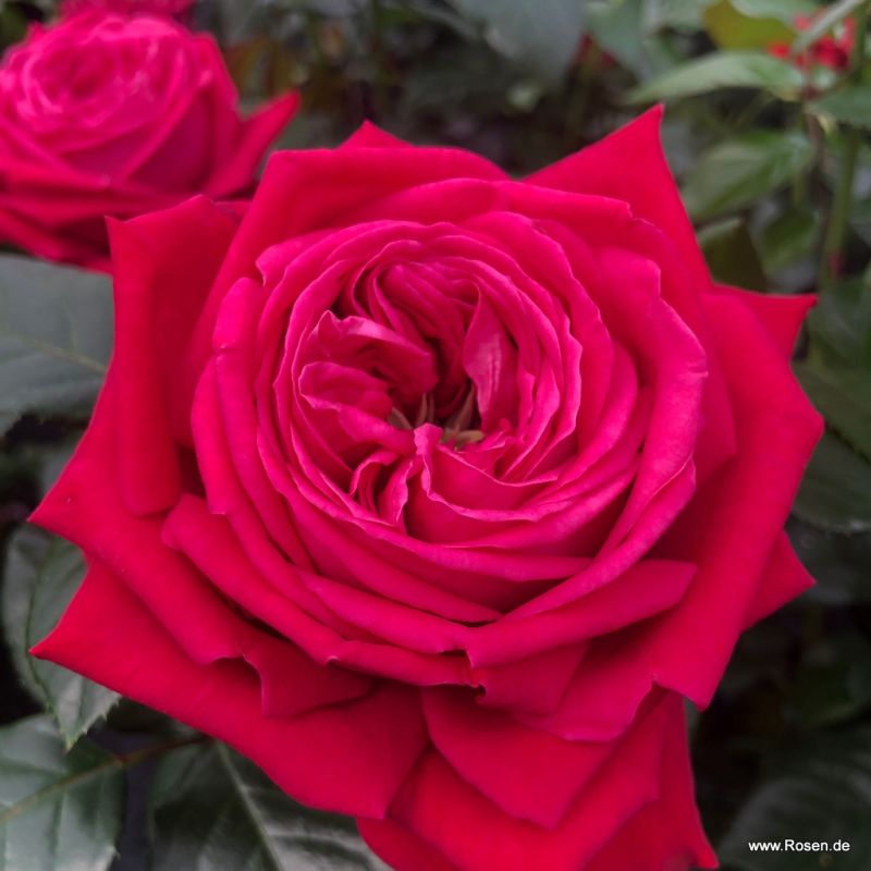 Ruby Kiss® Rose | Kordes Rosen
