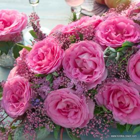 Beverly® | Kordes Rosen