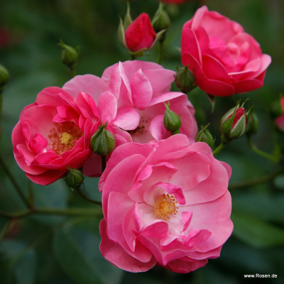 Garden roses | Kordes Rosen