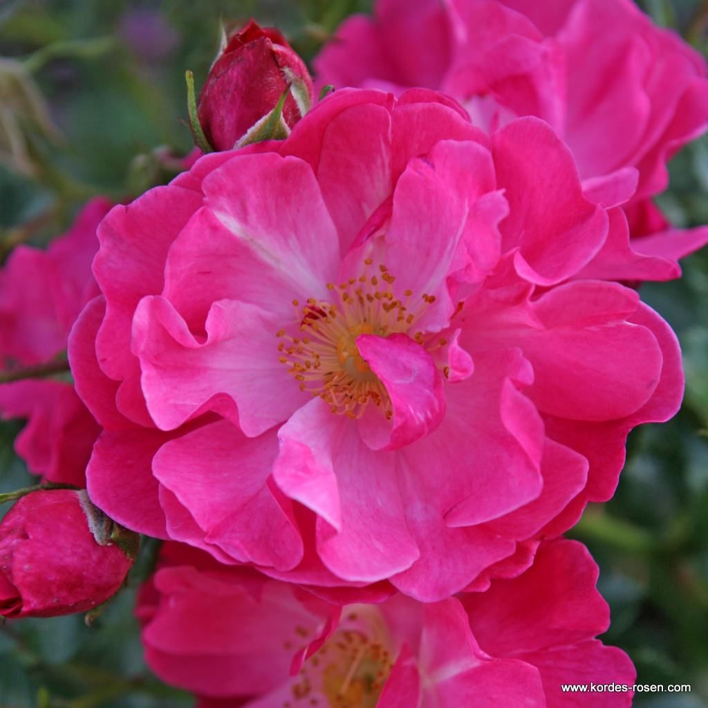 Hotline® | Kordes Rosen