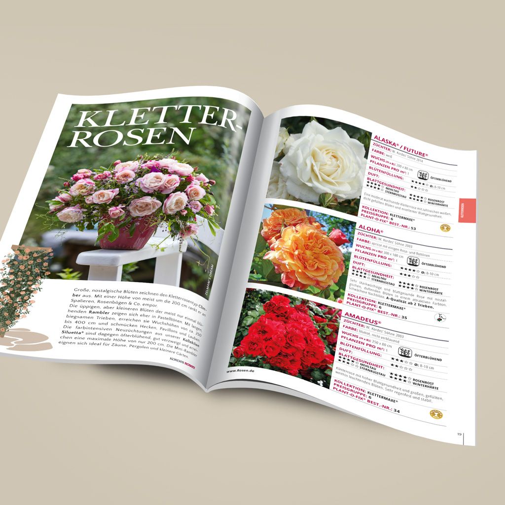 Kordes garden rose catalogue | Kordes Rosen