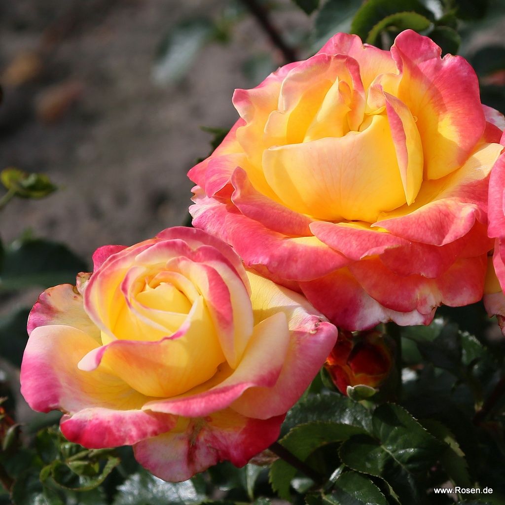 Casino® | Kordes Rosen