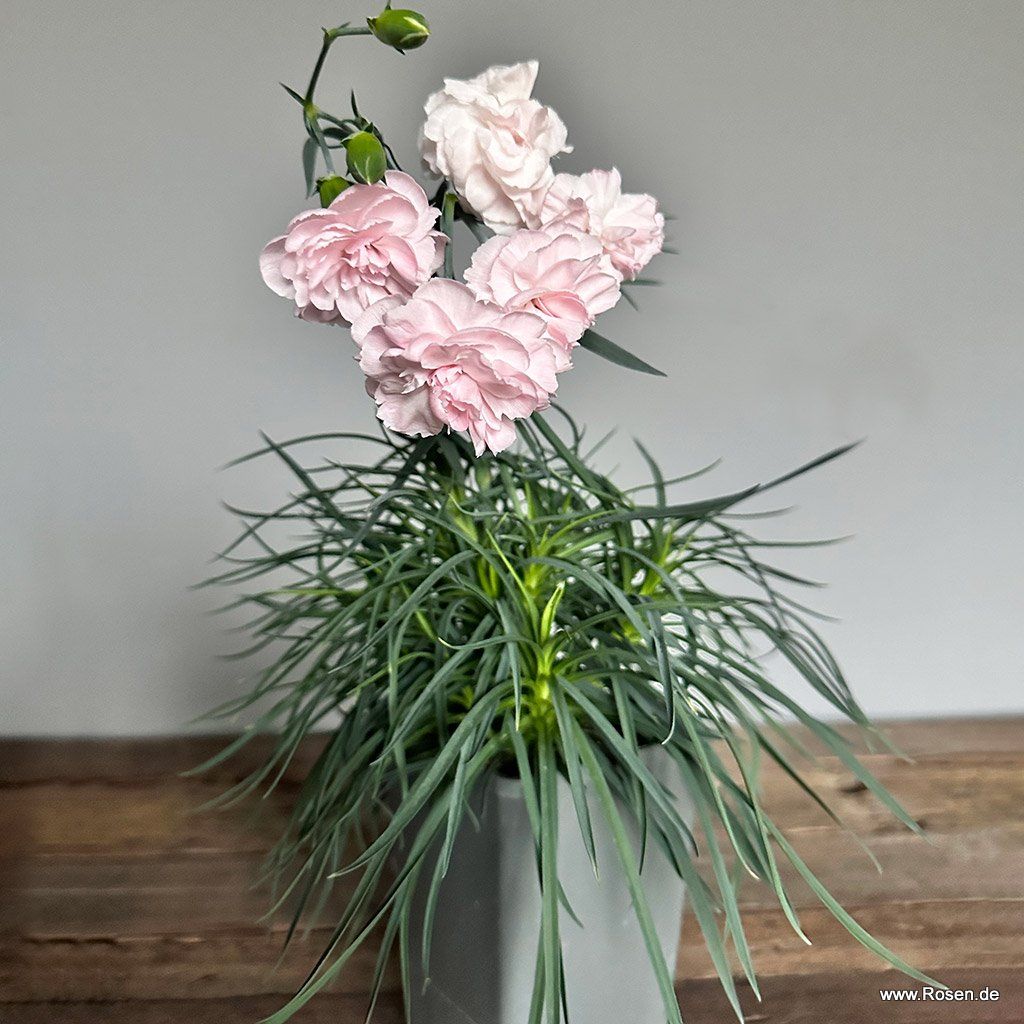 Kordes Rosen Die schönsten Rosen der Welt kaufen Kordes Rosen