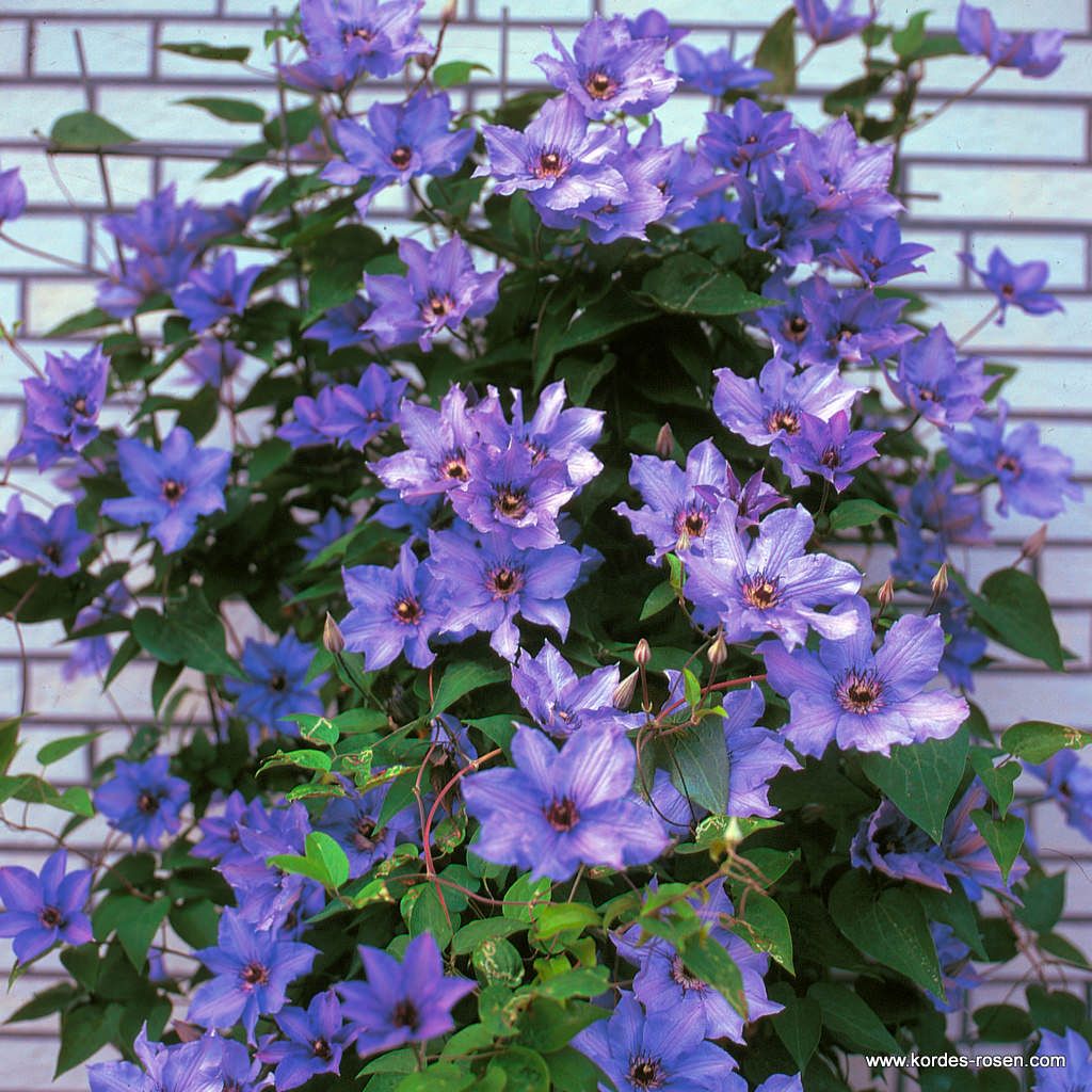 Clematis 'Königskind®' | Kordes Rosen