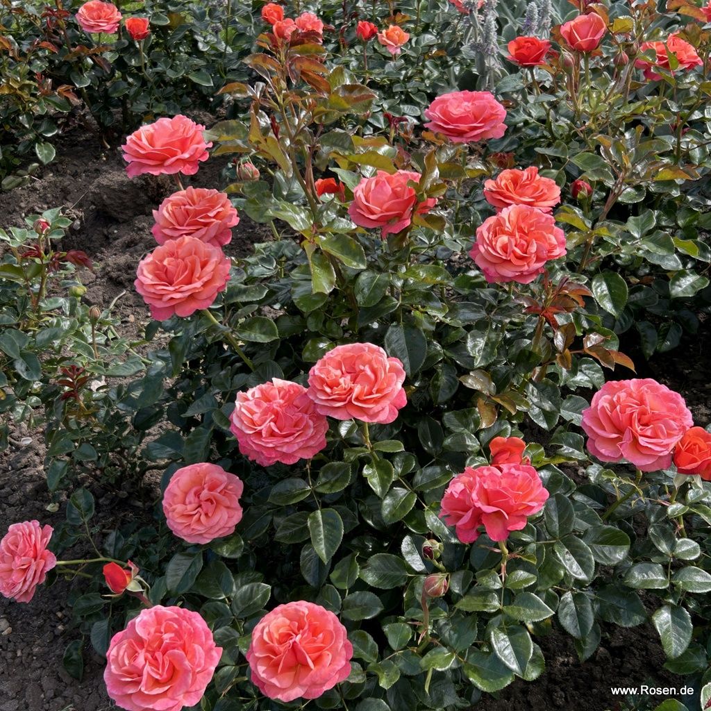 Coral Lions-Rose® | Kordes Rosen