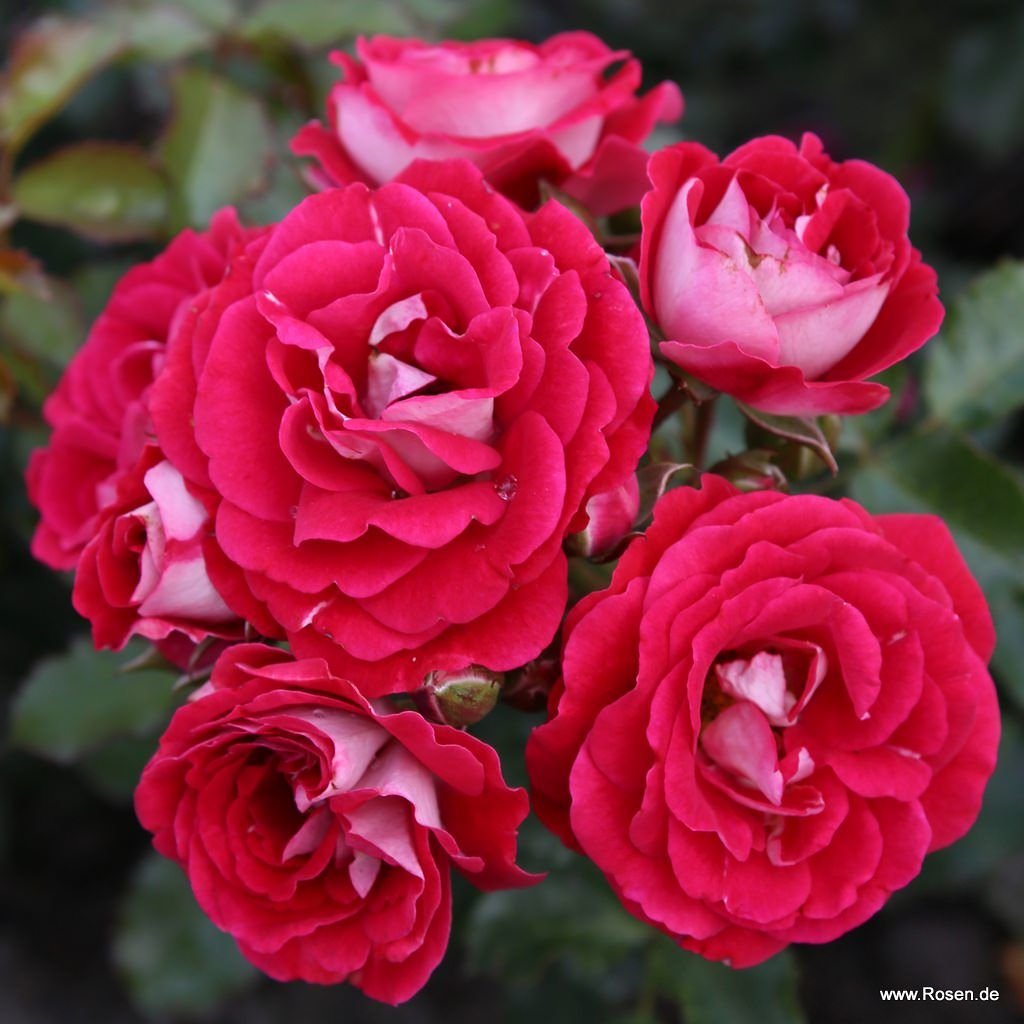Corazon® | Kordes Rosen