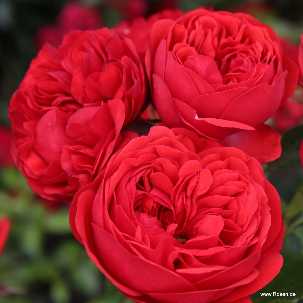 Out of Rosenheim® | Kordes Rosen