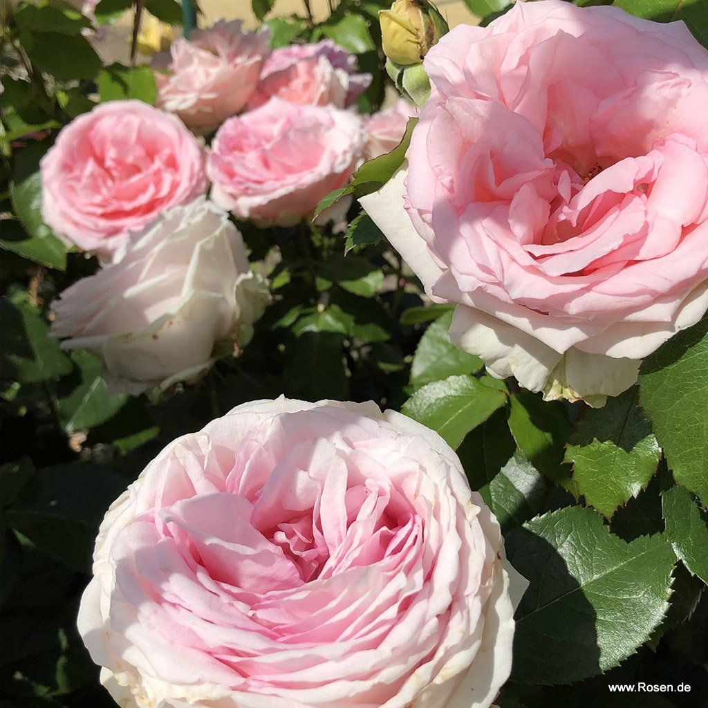 Meine Rose Kordes Rosen
