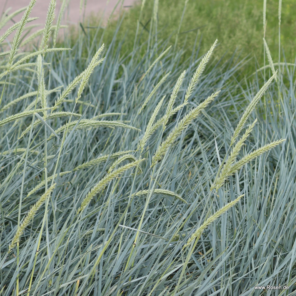 Verwunderlich Strandroggen Blue Dune Bild