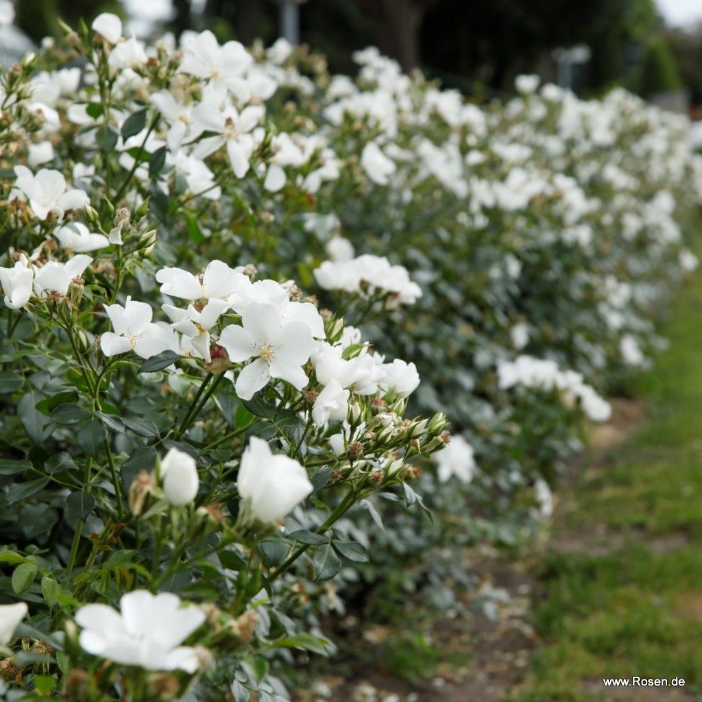 Escimo® | Kordes Rosen