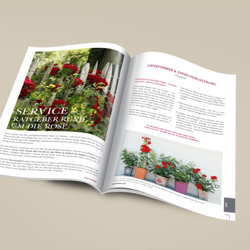 Kordes garden rose catalogue | Kordes Rosen