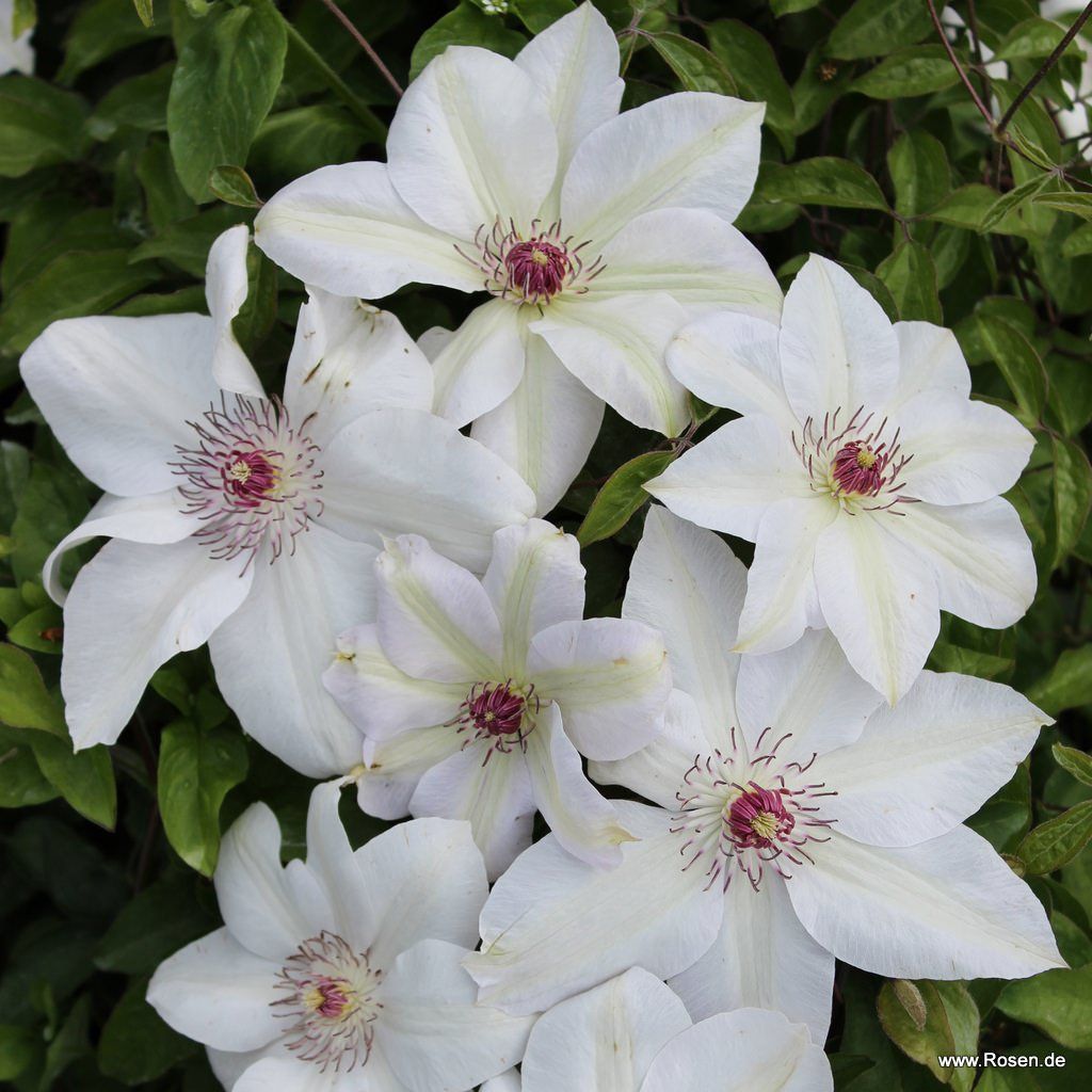 Clematis 'Miss Bateman' | Kordes Rosen