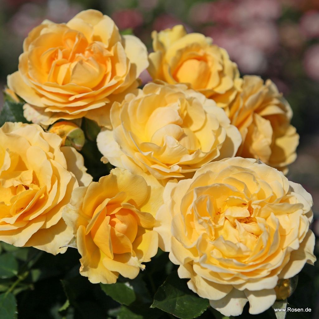 Spotlight® | Kordes Rosen